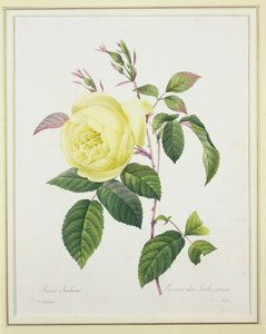 Rosa indica, vyrytá Bessinem, z „Výběr nejkrásnějších květin“, 1827